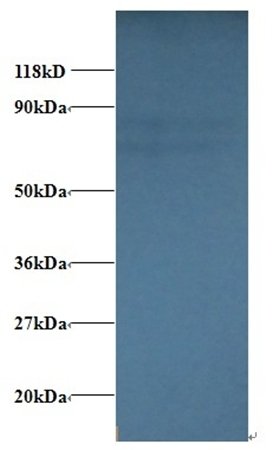 SDHA Antibody, Biotin conjugated